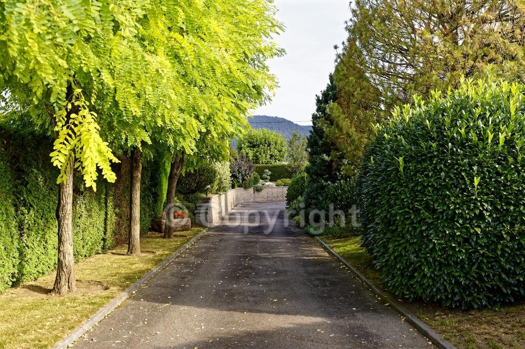 Allée arborée menant à la maison à Dommartin-lès-Remiremont